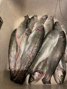 Rainbow Trout