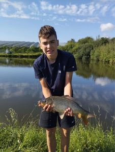 Common Carp