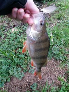 European Perch