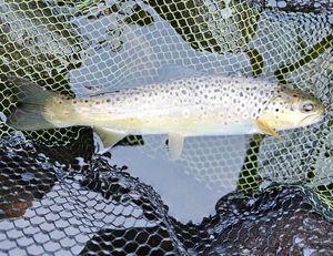 Brown Trout