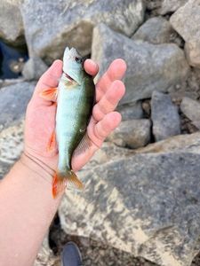 European Perch