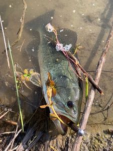 Largemouth Bass