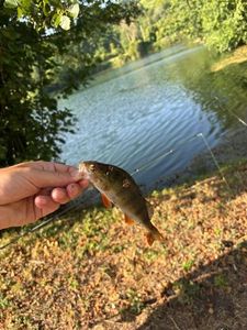 European Perch