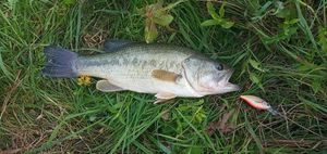 Largemouth Bass
