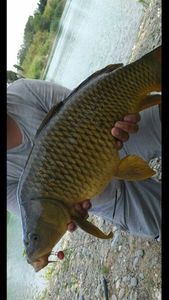 Common Carp