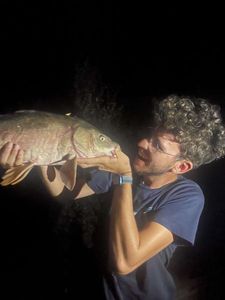 Common Carp