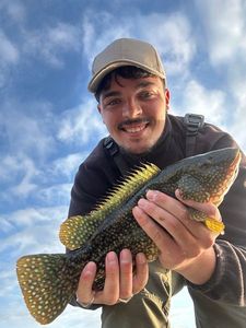 Ballan Wrasse