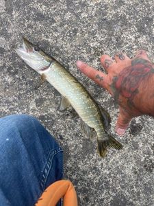 Northern Pike
