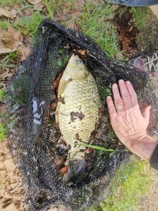 Crucian Carp