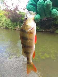 European Perch