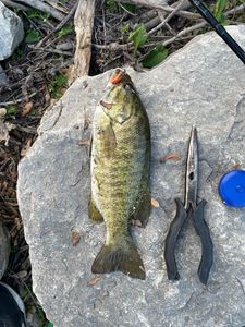 Smallmouth Bass