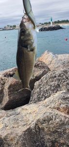 European Bass (Seabass)