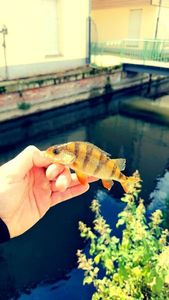 Yellow Perch