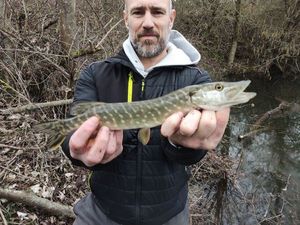 Northern Pike