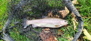 Rainbow Trout