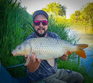 Common Carp