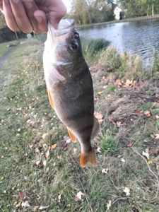 European Perch