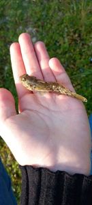 Giant Goby