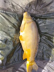 Mirror Carp