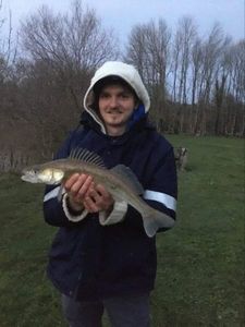 Zander