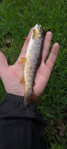 Brown Trout