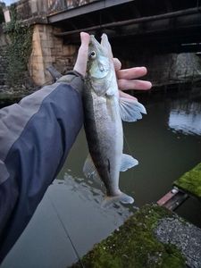 Zander