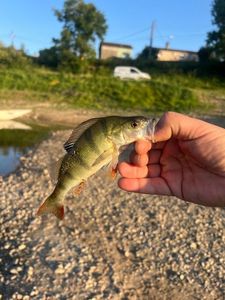 European Perch