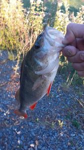 European Perch
