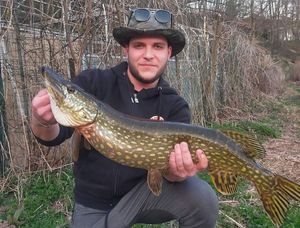 Northern Pike