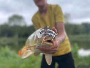 Mirror Carp