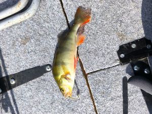 European Perch