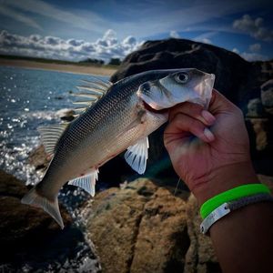 European Bass (Seabass)
