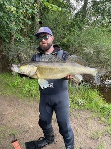 Zander