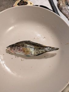 Axillary Wrasse