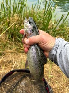 Rainbow Trout