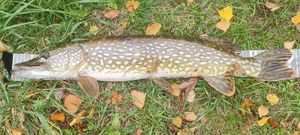 Northern Pike