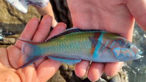 Ornate Wrasse