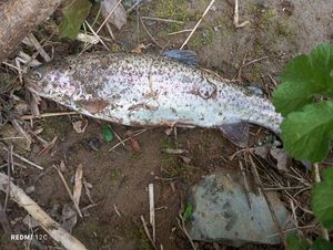 Rainbow Trout
