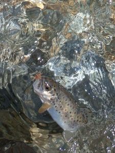 Brown Trout