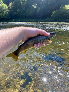 Brown Trout