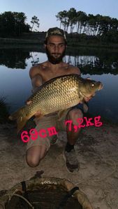 Common Carp