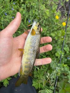 Brown Trout