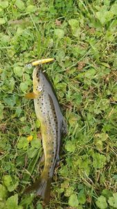 Brown Trout
