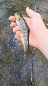 Brown Trout
