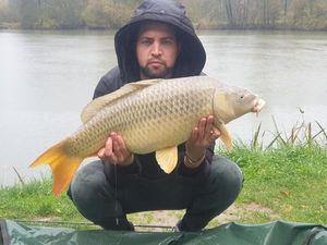 Common Carp