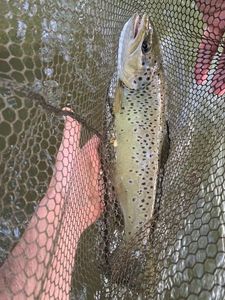 Brown Trout