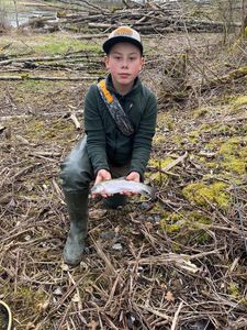 Rainbow Trout