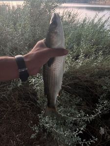 Leaping Mullet