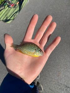 Green Sunfish