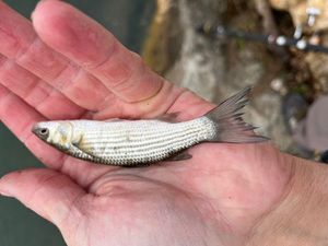 Golden grey mullet